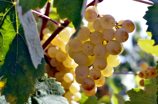 Macabeo Grapes