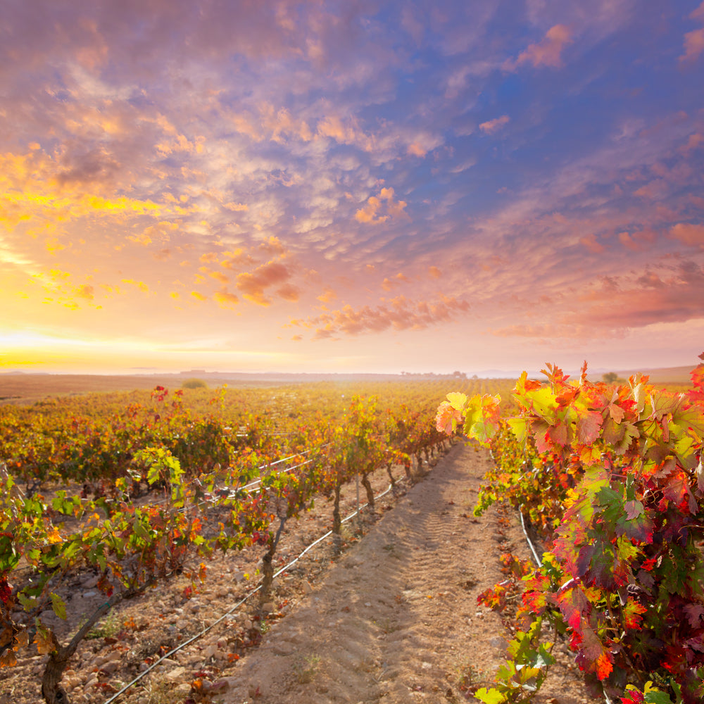 Bobal vineyard in Utiel-Requena