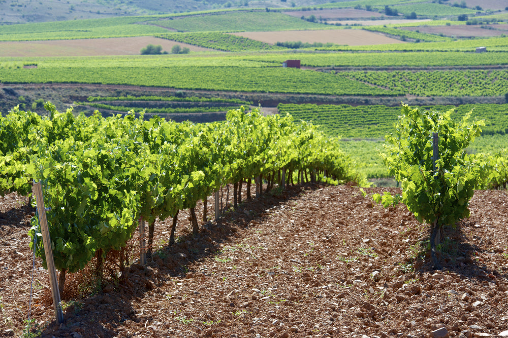 Garnacha Tinta