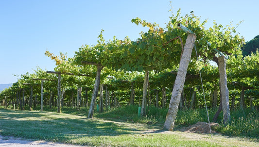 Albarino Grapes